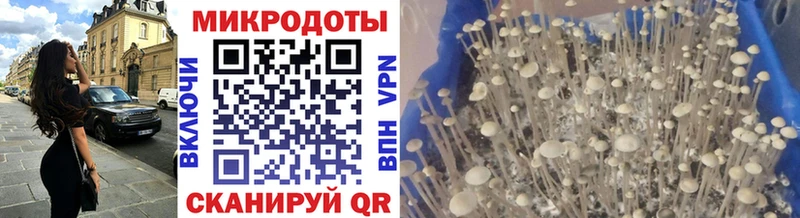 Галлюциногенные грибы Psilocybine cubensis  Юхнов 